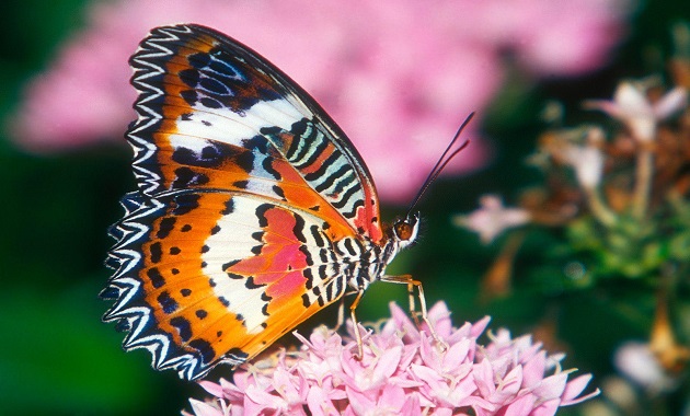 Pretty-Butterfly